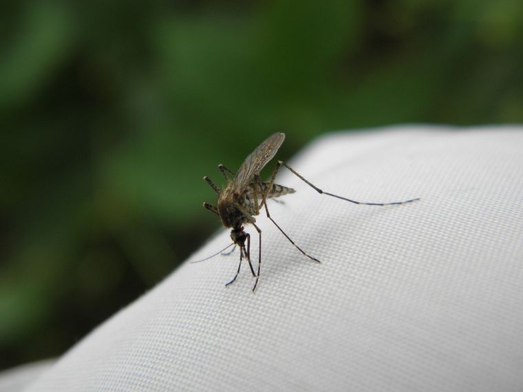 El truco definitivo para ahuyentar mosquitos con vinagre Toma nota si quieres ahuyentar estos insectos del hogar. Foto: Pixabay
