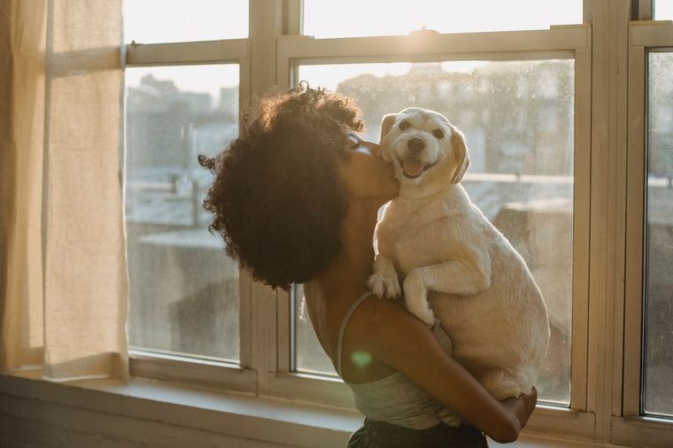 Perros Cada cuánto deberíamos darle un baño Foto: Pexels