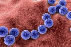 Imagen del streptococcus pyogenes Foto: Shutterstock