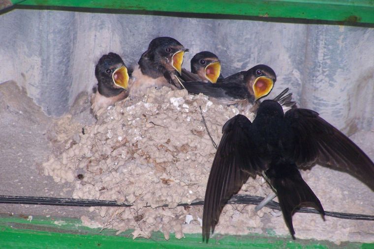 Hay menos aves como las golondrinas en el mundo cada año. Foto Seo/Efe Hay menos aves como las golondrinas en el mundo cada año. Foto Seo/Efe