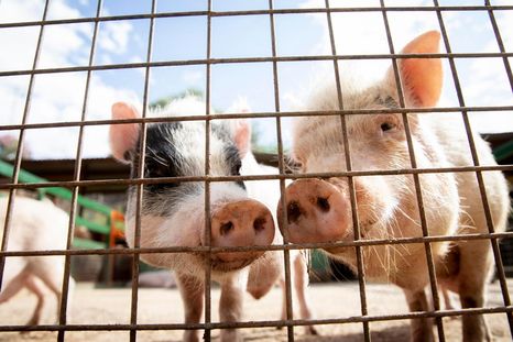 La triquinosis porcina está incluida entre las enfermedades animales que suponen un serio peligro para la salud pública Foto: Freepik La triquinosis porcina está incluida entre las enfermedades animales que suponen un serio peligro para la salud pública Foto: Freepik