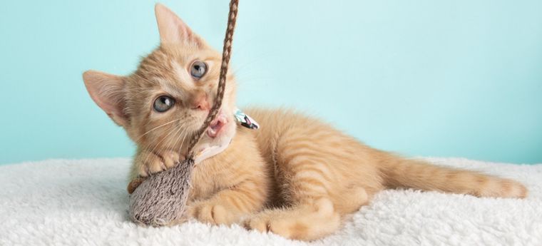 Los gatos naranjas pueden ser marmolados, atigrados o moteado. Foto: Shutterstock