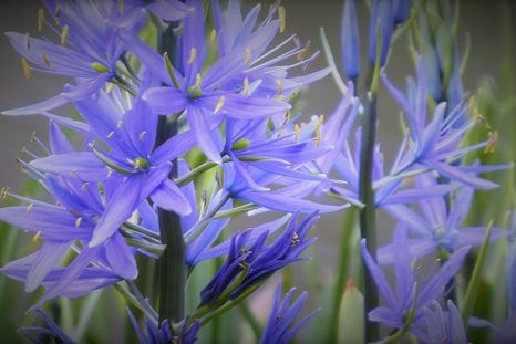 La camassia o jacinto silvestre es una planta cuya siembra se realiza durante el otoño y que puede tolerar el suelo húmedo. Foto: Pixabay - pixabay.com