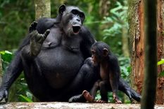 Los chimpancés Asanti y Akuna vocalizan. Foto: Dpa. Los chimpancés Asanti y Akuna vocalizan. Foto: Dpa.