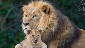 ¿Qué es ser un buen padre, biológicamente hablando? ¿Qué es ser un buen padre, biológicamente hablando?