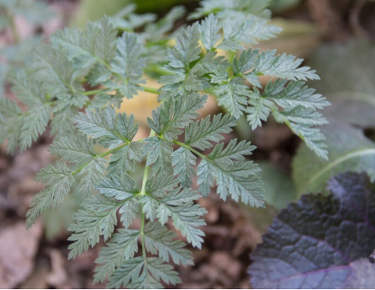 Cicuta, una planta que aparece en el jardín y puede ser peligrosa. Fuente: Freepik Cicuta, una planta que aparece en el jardín y puede ser peligrosa. Fuente: Freepik