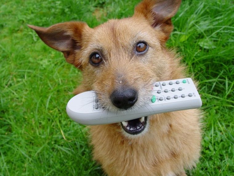 Foto: Dog TV