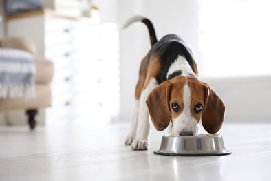 MDZol | COMIDA PARA PERROS Foto: SHUTTERSTOCK