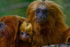 La enfermedad de la fiebre amarilla salta con rapidez entre los tamarinos león dorado. Foto: GETTY IMAGES