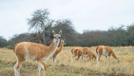 Tras la polémica por el consumo de la carne de burro, ahora se planteó el consumo de la carne de guanaco.