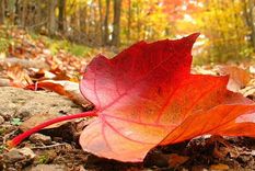 pronostico: el ingreso de un frente frio adelantaria el otono