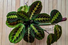 Interior La planta de la oración es una Foto: Shutterstock