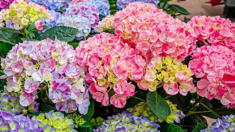 Este truco casero hace multiplicar a las hortensias en tiempo récord.