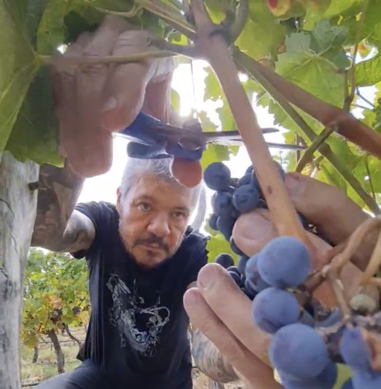 Marcelo Tinelli cosechando. Foto: @nachogaffuri Foto: Telam