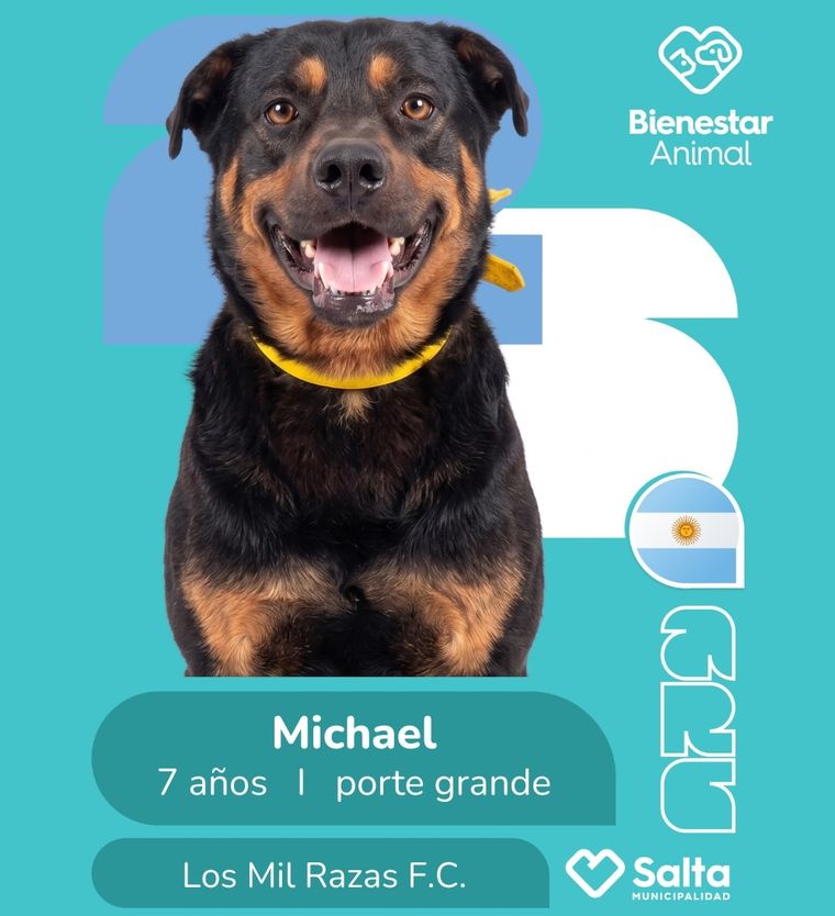 La Municipalidad de Salta lanzó una campaña junto a un centro de adopción. La Municipalidad de Salta lanzó una campaña junto a un centro de adopción.