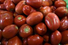 Foto: ALF PONCE MERCADO / MDZ