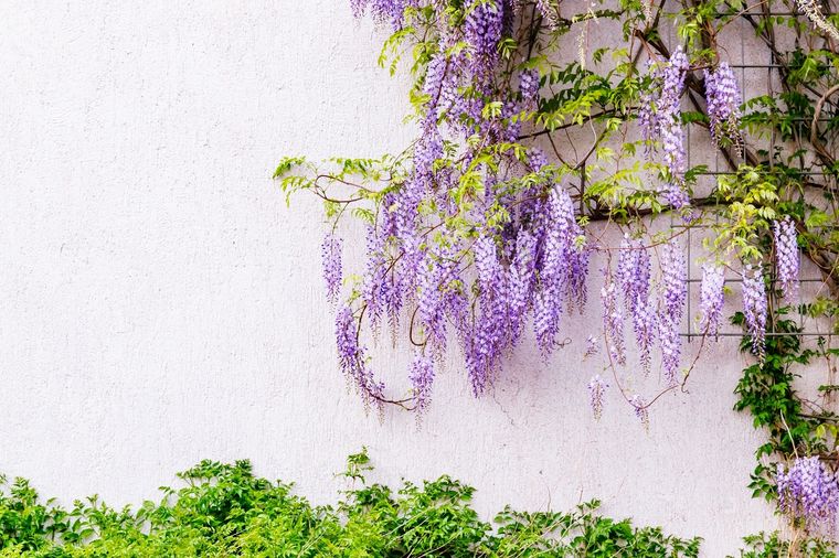 Plantas ideales para darle vida a tus exteriores Foto: SHUTTERSTOCK