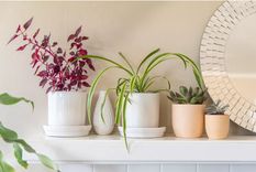 Las plantas que atraerán la buena suerte a tu hogar Foto: Marie Claire