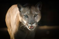 Según denuncian, el puma, una de las especies hasta ahora protegidas, se vería perjudicado Foto: Foto: Pixabay