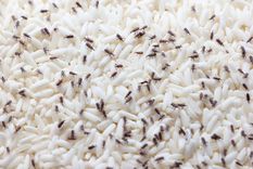 Con estos trucos no sufrirás más el tema de los gorgojos Foto: Shutterstock