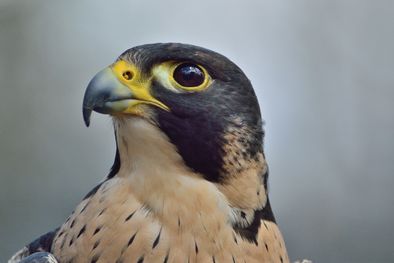 MDZol | Halcón peregrino Foto: Pixabay - pixabay.com