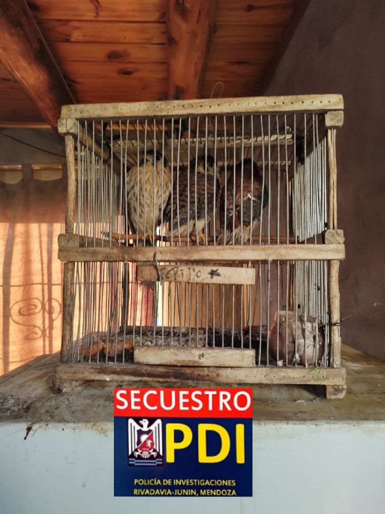 En el operativo se secuestraron animales y armas en Junín Foto: Ministerio de Seguridad de Mendoza