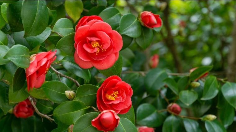 Este abono casero revive las puntas amarillas de las camelias y las hace crecer fuertes Foto: Shutterstock