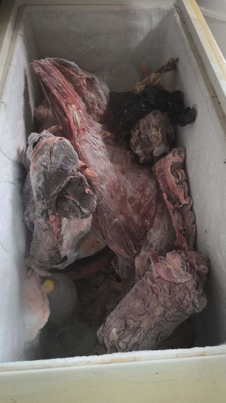 Durante el procedimiento los efectivos incautaron, entre otras cosas, un freezer y tres bolsas con distintos cortes de carne. Durante el procedimiento los efectivos incautaron, entre otras cosas, un freezer y tres bolsas con distintos cortes de carne.