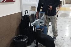 El perro Aquiles en acción. Foto: Gentileza.