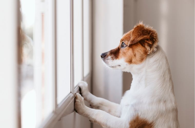 Mascotas Consejos para evitar que sufran al quedarse solos en casa Foto: Shutterstock