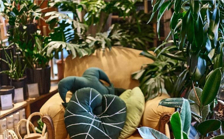 Puedes armar una jungla combinando plantas de interior en tu casa. Foto: @claudivalentina