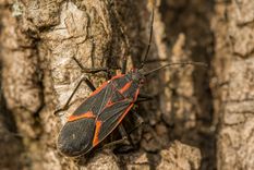 La chinche del arce empieza a buscar refugio en casas y construcciones cuando bajan las temperaturas, por eso el Iscamen recomienda reforzar la prevención en otoño.