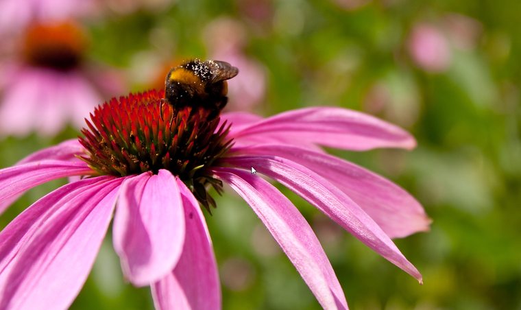La Equinácea es una planta rústica que se adapta a climas extremos sin perder sus colores en el jardín. Foto: Freepik