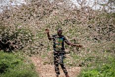 una colosal plaga de langostas amenaza la peninsula arabiga y africa