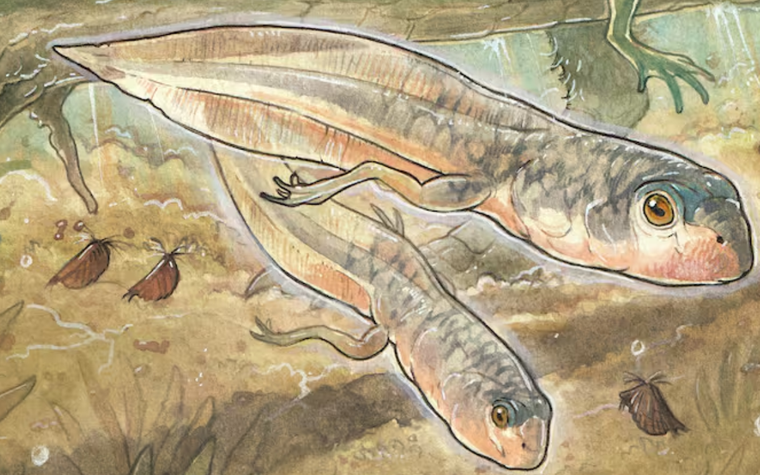 El renacuajo más antiguo del mundo fue descubierto en el 2020 en Santa Cruz. Foto: Fundación Azara/Gabriel Lio