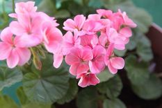 JARDÍN Los geranios se caracterizan por tener flores coloridas Foto: SHUTTERSTOCK