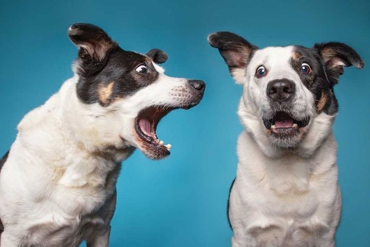 La sensibilidad de tu perro le permite notar cosas que tu no puedes Foto: Archivo