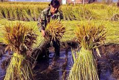 La agricultura china tiene una tradición milenaria. Foto: Efe.