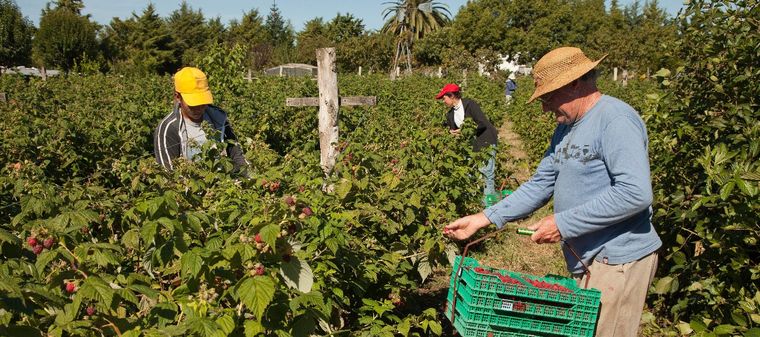 Los agricultores afrontan graves y profundos problemas para poder sostenerse Foto: Archivo MDZ