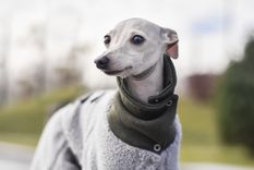 Los cuidados necesarios para tu perro este invierno.