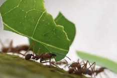 Las hormigas se convierten en un problema cuando comienzan a atacar las plantas de nuestro jardín Foto: Ecoverde