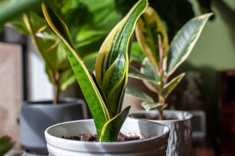 La sansevieria tiene grandes propiedades energéticas que ayudan al hogar.