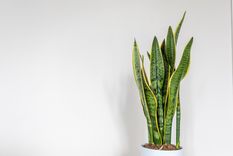 Dónde ubicarla para que crezca más rápido. Fuente: Shutterstock.