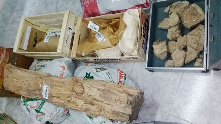 Parte de las piezas secuestradas. Foto: Ministerio Público Fiscal de Neuquén