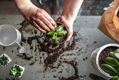 Foto: IMAGEN: Shutterstock