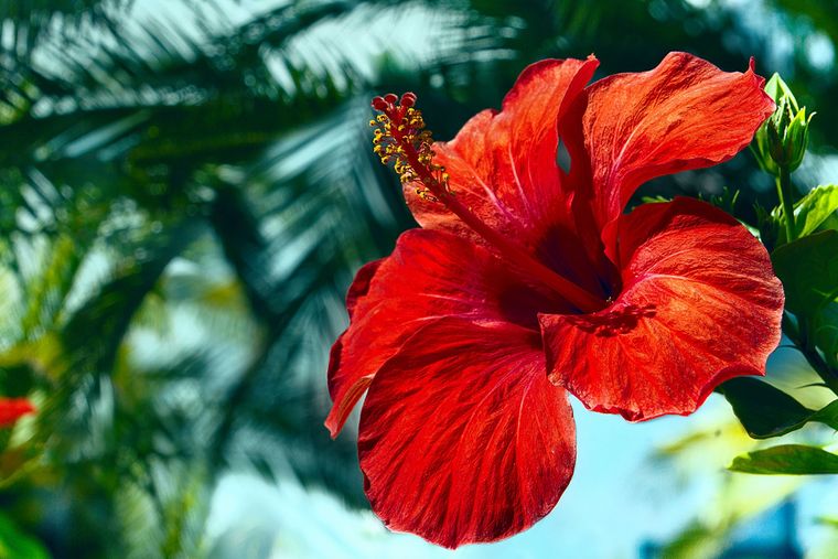 Logra que las flores de tu Hibisco crezcan con éxito. Foto: Floresstore