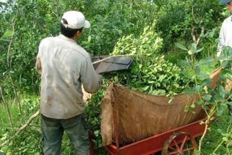 Los productores reclaman al menos $500 por kilo de hoja verde cosechada, pero por la desregulación la industria paga entre 250 y 300 pesos el kilo. Los productores reclaman al menos $500 por kilo de hoja verde cosechada, pero por la desregulación la industria paga entre 250 y 300 pesos el kilo.