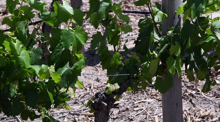 Foto: ALF PONCE MERCADO / MDZ