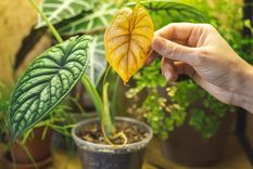 Con la aplicación de este abono las plantas crecerán fuertes y sanas Foto: Shutterstock