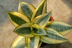 La Sensevieria trifasciata es una de las plantas que purifican el aire de tu hogar. Foto: Shutterstock